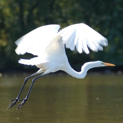 FlyingEgret's profile image