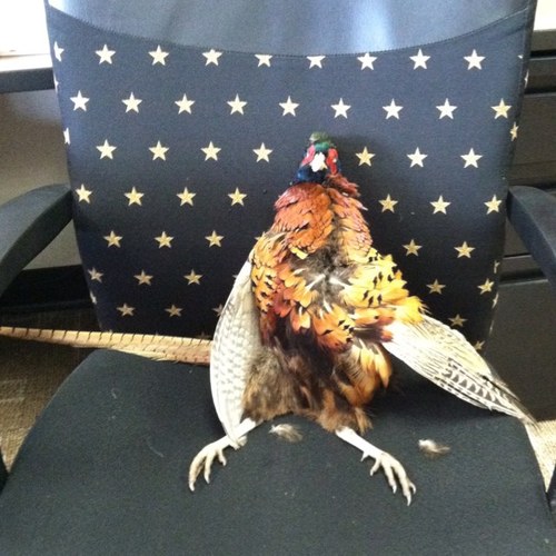 MANDROID151's profile picture. BAMF