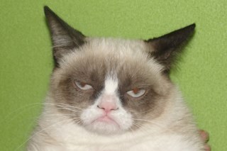 Meow I'm the everyday cool cat, I enjoy sunbathing, napping and more napping