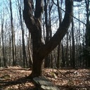 benjamin fellows - @hardfarminvine - Twitter