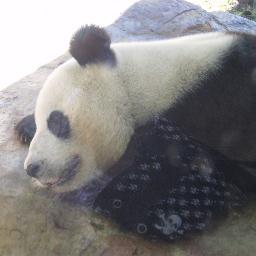 pandapower04's profile picture. 