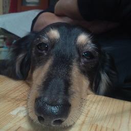 3人の愛犬達🐶🌈🐾18年間🐶共にした人生に感謝。彩りを有難う🐾🌈🐶