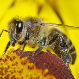 BeeBeetastic Profile Picture