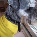 Beau Chapman - @Beau_theDog - Twitter