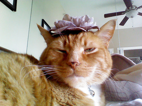 the_spacecat's profile picture. well, well, well.