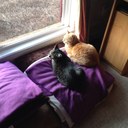 Ginger Goss - @goss_ginger - Twitter