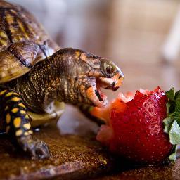 I like turtles.