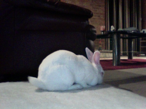 RabbitHeather's profile picture. Heather, my legally obtained ex-laboratory rabbit, died in August 2009. I wish to start a safe laboratory animal 're-homing' service for those deemed suitable.