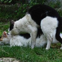 Fucking Cat (@fuckingcat) 's Twitter Profile