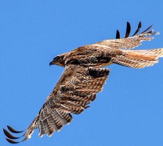 FV_Today's profile picture. Keep up on the happenings of French Valley California