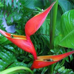 mixahlishous's profile picture. 25 yrs old, Filipino Euro-Latin mix. When I'm single, I'm a flirt & can be ah freek if ur eye candy. when im taken I'm loyal just like ur Crown Royal!