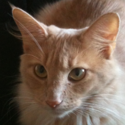 TramesCat's profile picture. interests: birds birds birds birds birds birds birds birds birds birds birds birds birds birds birds birds birds birds birds birds birds birds birds birds birds