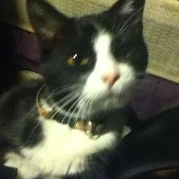 Ki_Ki709's profile picture. I have white ear tips and four white socks. along with a white blaze down my nose covering my mouth and containing down my chest