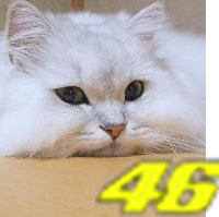 VR46(Vintage_Retro46） (@46_gallina) 's Twitter Profile Photo