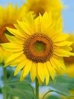 2418YK's profile picture. 声優の大谷育江さんファン