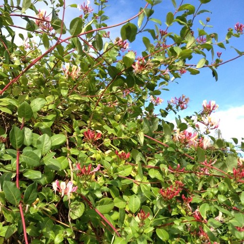 Pinkinkstudio's profile picture. Fine Artist