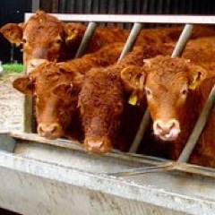 SumHanna's profile picture. 