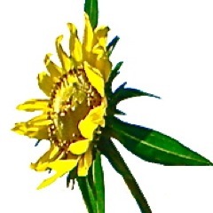 GreenLCandles's profile picture. Eco Friendly Artisan Candles.  Modern designs in palm wax, soy wax, and beeswax.