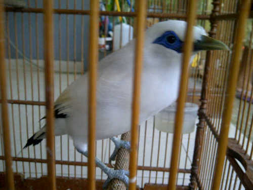 alexwildbird's profile picture. My PIN ;  20d23395____FB ~Alex Wild Bird New