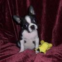 ron head - @LibMS - Twitter