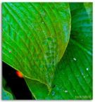 GreenToTwit's profile picture. Think out of the box and dont give up.