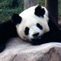 Calgary's Pandas (@torontopandas) 's Twitter Profile