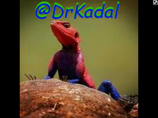 Yuk #FOLLOW (˘▿˘ʃƪ) @DrKadal Now!! Kadal yang mengasih pertanyaan kepada Kalian semua sehingga tidak galau lagi ┌(˘⌣˘)ʃ