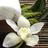 hushbeautyspa's profile image