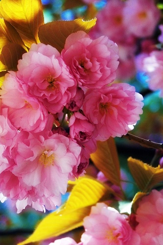 congtu008's profile picture. pelackae