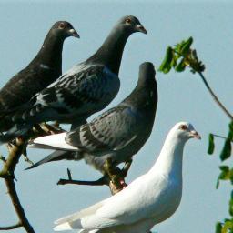 CeesdeJong's profile picture. 