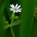 Camille Cormier - @pikelake - Twitter