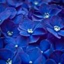 ELIZA ROY - @roy_eliza - Twitter