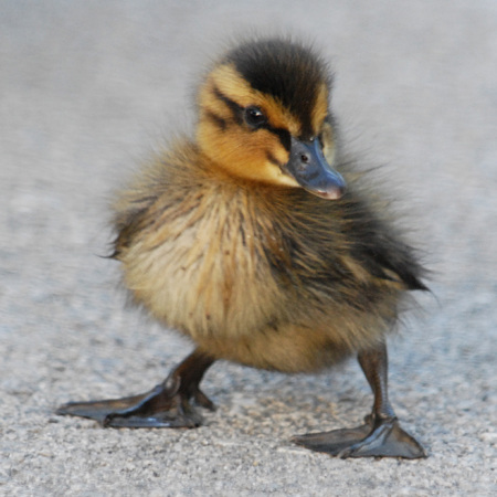 Steve Duckling