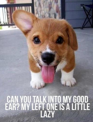 All about dogs! Funny & cute pictures :-)