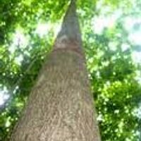 VIVERO TUBAY (@viverotubay) 's Twitter Profile Photo