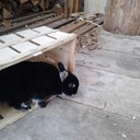 amelia singer - @amelia_singer - Twitter