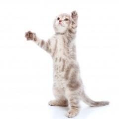 followcat_dev's profile picture. 