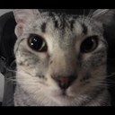 cody kelly - @codykellyPvpsan - Twitter