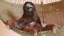 slothlyf's profile picture. 