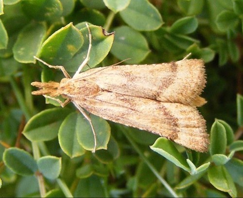 I'm a naughty little moth. Flying round your lightbulb... Watching you!