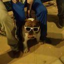 best bulldog tess - @tess_best - Twitter