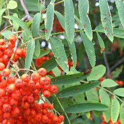 Rowan Class blog