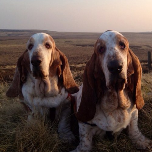 A pair of Bassett Hound twins... We sleep a lot, We are cleverer than our owners think ;) Sometimes we run.