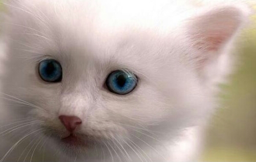 65_ber's profile picture. deng ,reng,zîman, çand,dîrok,mirovatî u exlak