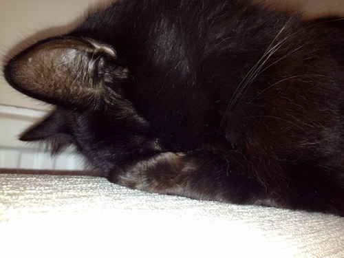 xmollybear's profile picture. 