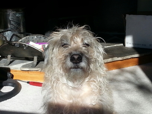 maXXXimusdawg's profile picture. 