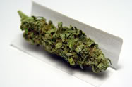 Keeping the people educated and informed of their rights as marijuana users.