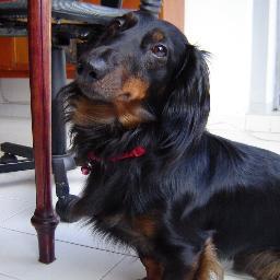 BaileyFlogger's profile picture. Olá! I'm a dog in Rio De Janeiro. I enjoy long walks along the beach, licking myself, barking, licking faces and just being really cute. Follow me bitches!