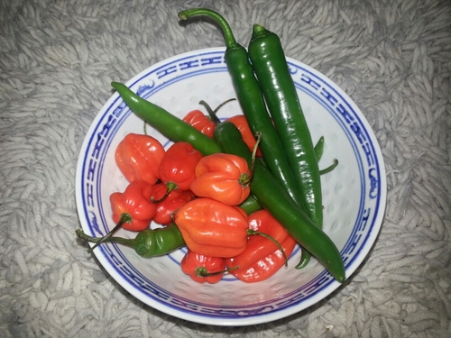 Chilli loving chef the hotter the better.