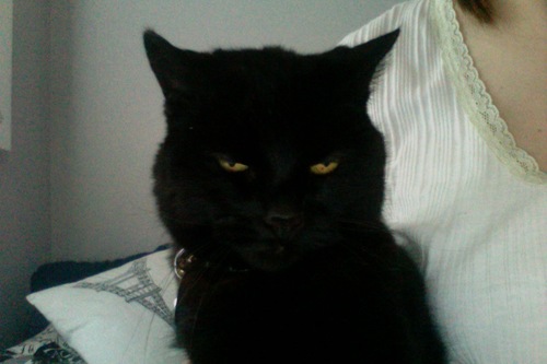 cat, i eat birds, cat, MEOW